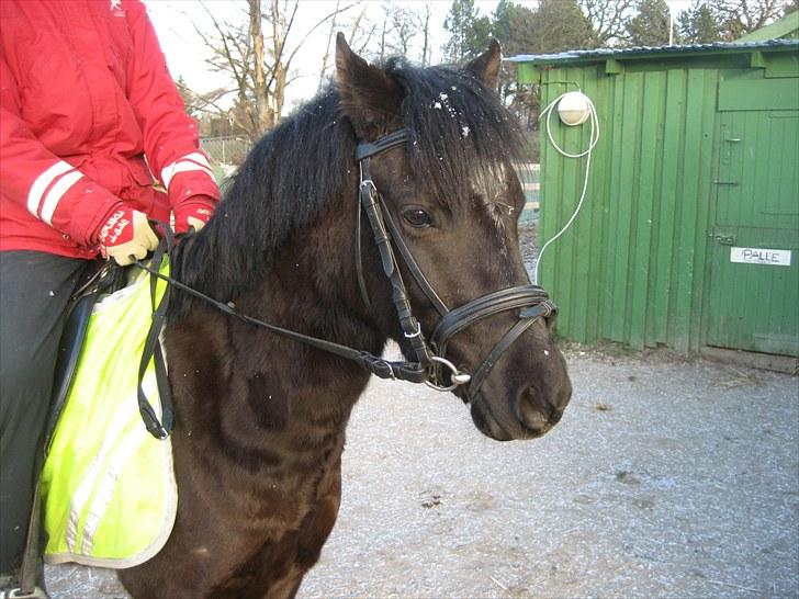 Welsh Pony (sec B) Bjerregaards Valentin (Valle) billede 4