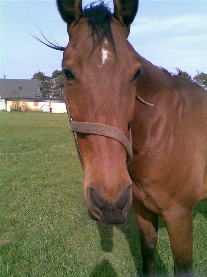 Trakehner Inventus (solgt) billede 1