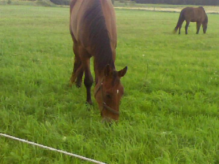 Trakehner Inventus (solgt) billede 2