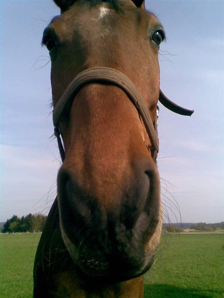 Trakehner Inventus (solgt) billede 3