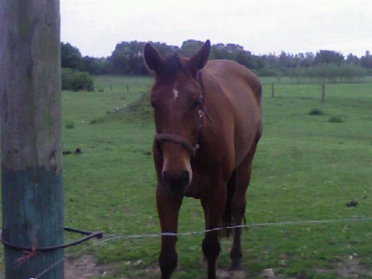 Trakehner Inventus (solgt) billede 4