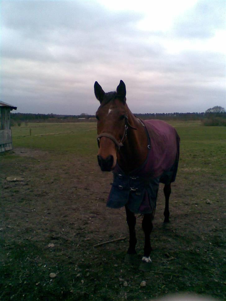 Trakehner Inventus (solgt) billede 5