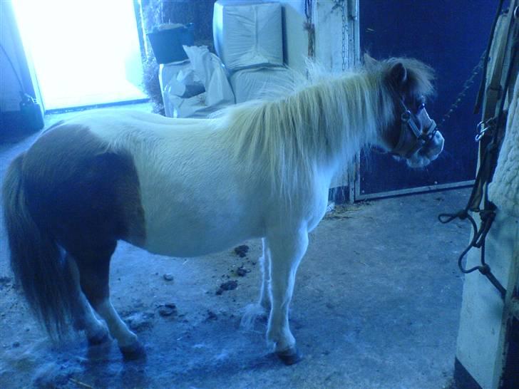 Shetlænder fanny( aflivet):( - helt nyt  billede 17