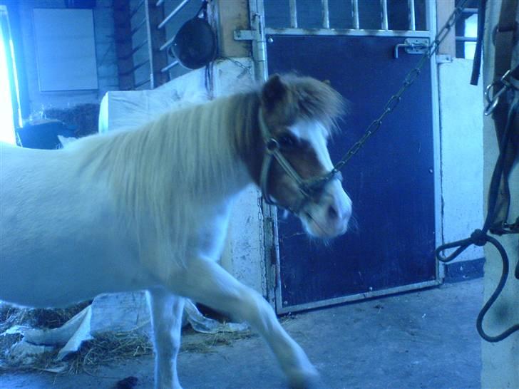 Shetlænder fanny( aflivet):( - helt nyt  billede 18