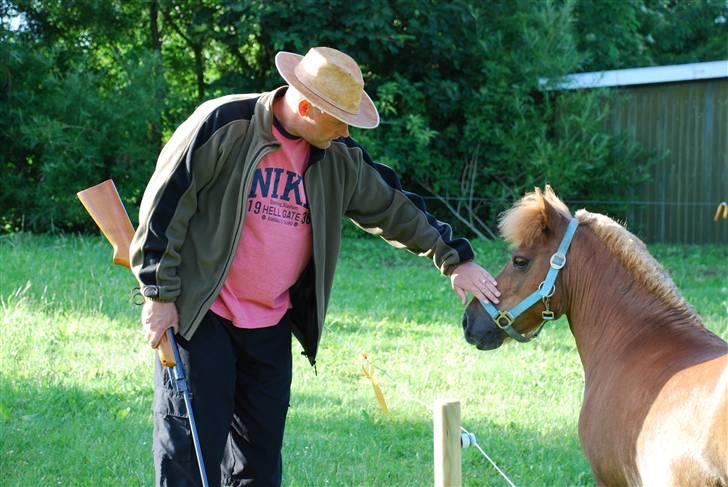 Shetlænder Nanny Bomlund - Min onkel snakker med Nanny. Nanny syntes nok han ser lidt farlig ud! billede 7