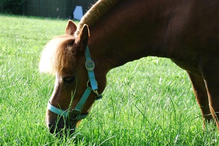 Shetlænder Nanny Bomlund billede 8