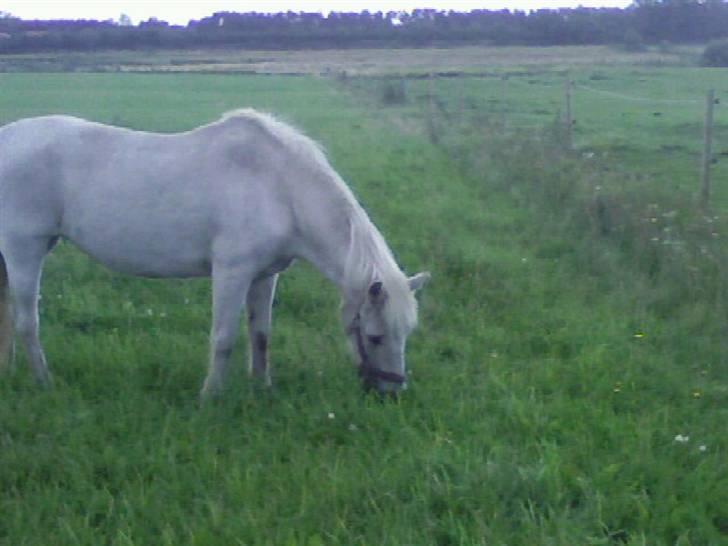 Anden særlig race Daisy R.I.P billede 1