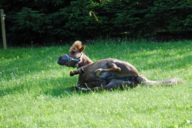 Shetlænder Nanny Bomlund - Se mig billede 9
