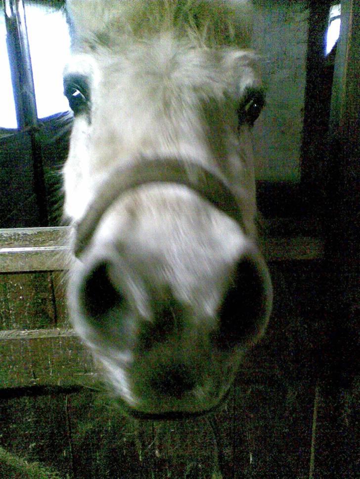 Anden særlig race Daisy R.I.P billede 2