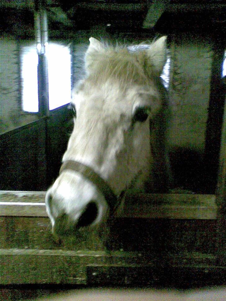 Anden særlig race Daisy R.I.P billede 3