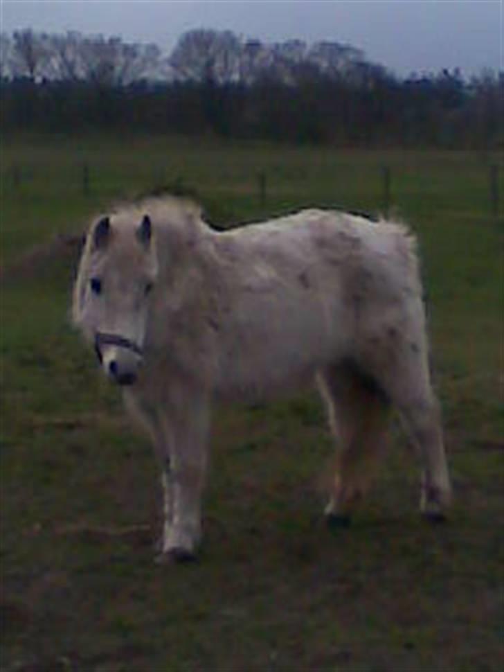 Anden særlig race Daisy R.I.P billede 4