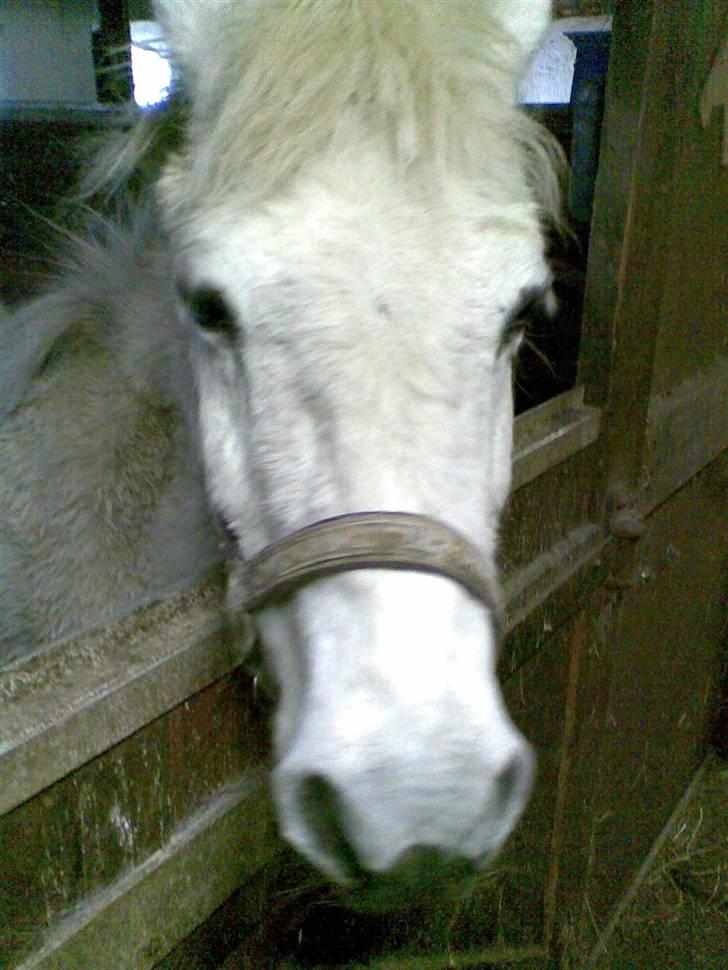 Anden særlig race Daisy R.I.P billede 5