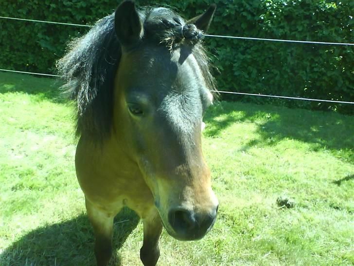 Shetlænder Tarzan * DØD * - Søde Tarzan :D billede 15