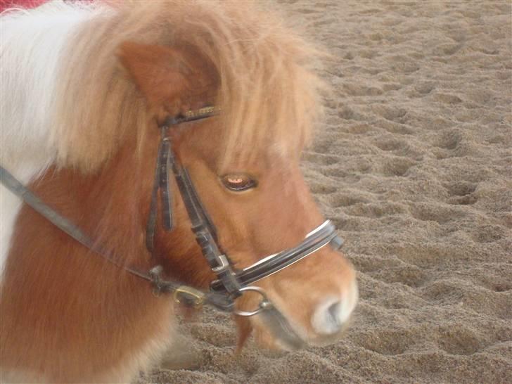 Shetlænder viola passede billede 18