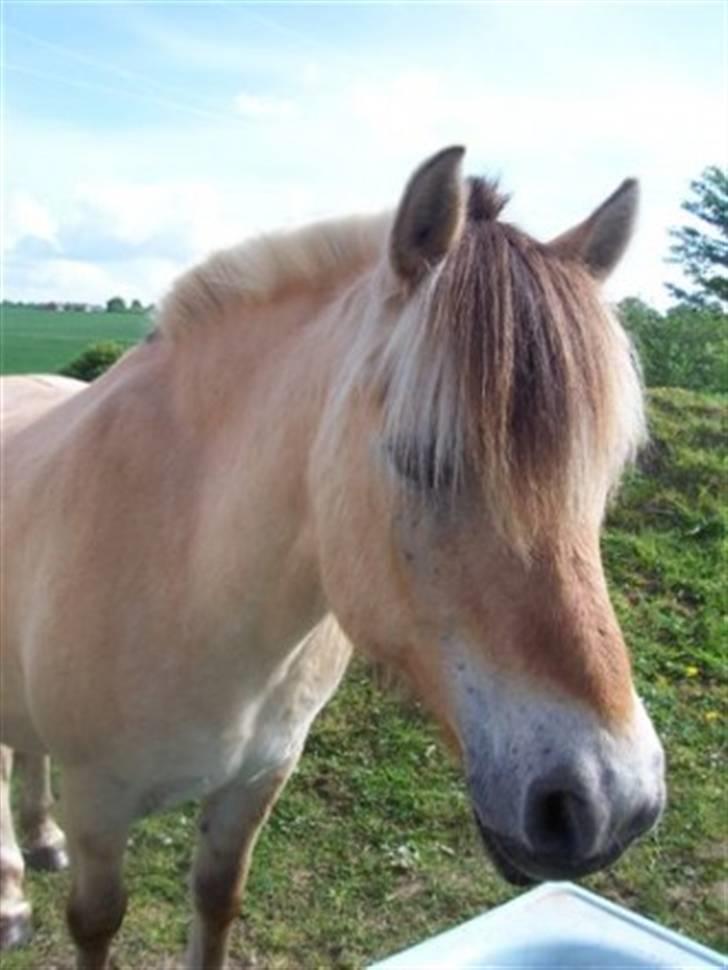 Fjordhest Emil (solgt) billede 1