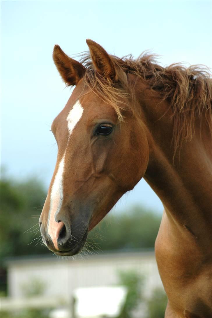 New Forest Birkilds Letizia - 2008 billede 1