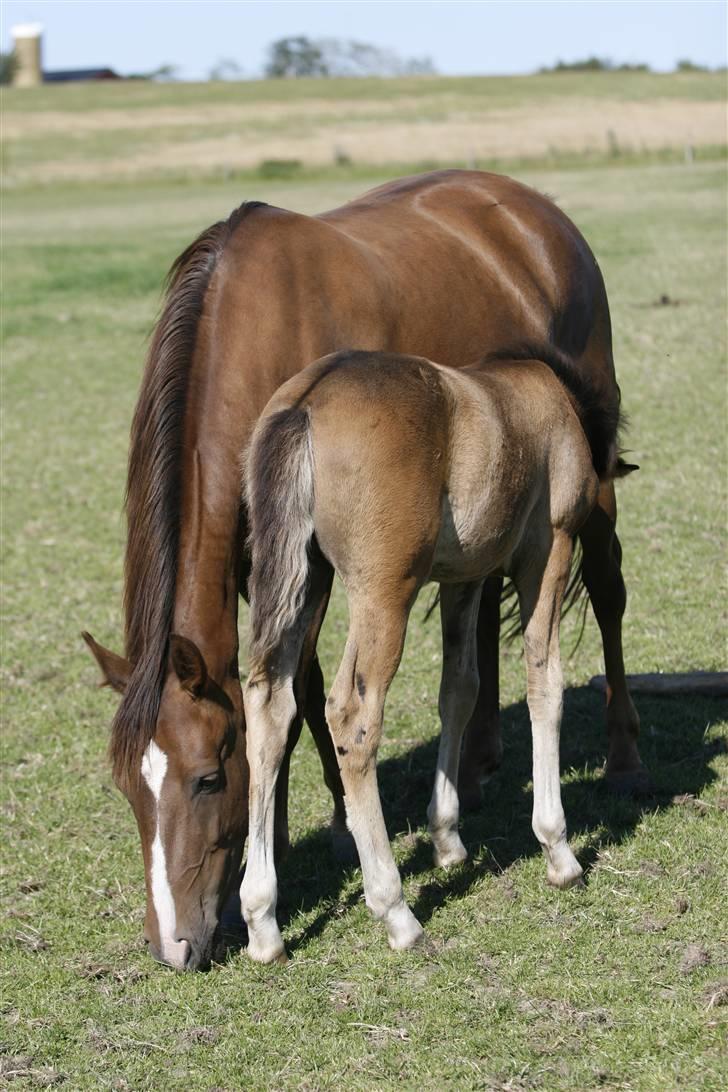New Forest Birkilds Letizia - 2008 med Luzia, hendes føl. billede 2