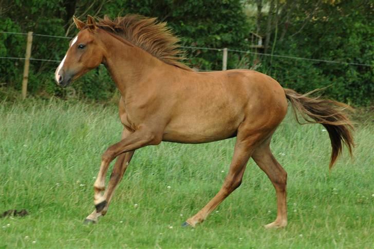 New Forest Birkilds Letizia - 2006 billede 3