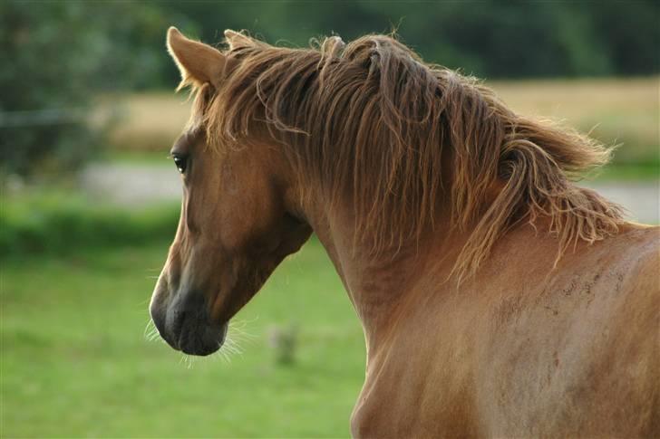 New Forest Birkilds Letizia billede 4