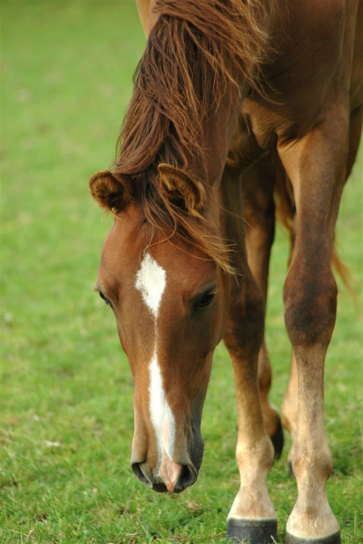 New Forest Birkilds Letizia billede 5