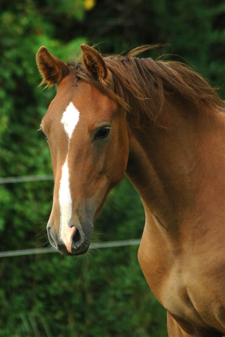 New Forest Birkilds Letizia billede 6