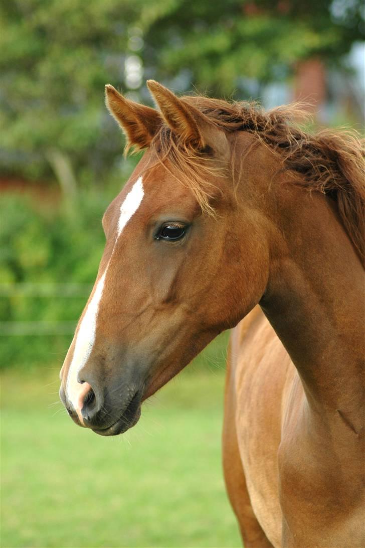 New Forest Birkilds Letizia billede 7