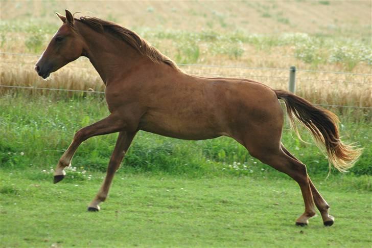 New Forest Birkilds Letizia billede 8