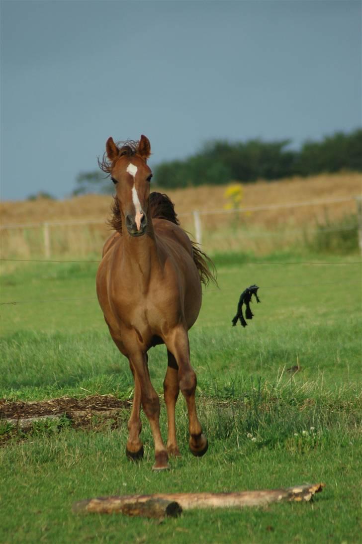 New Forest Birkilds Letizia - Det er da gensyns glæde der gør noget! billede 9