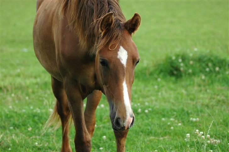 New Forest Birkilds Letizia billede 10