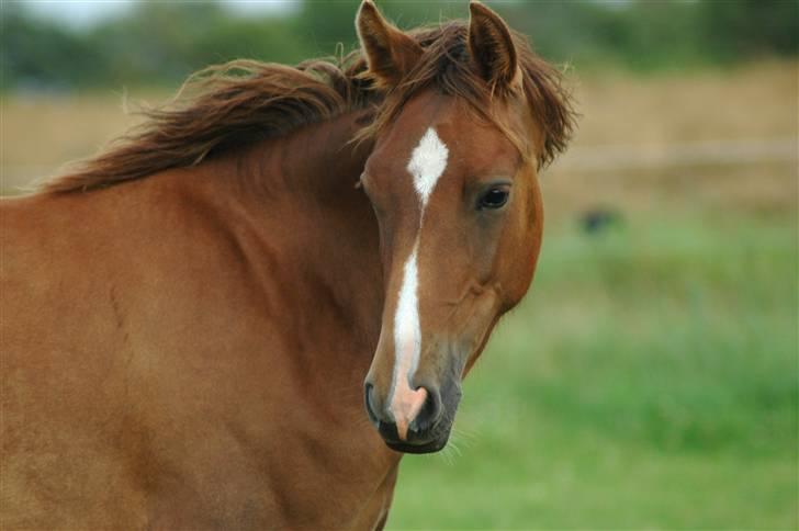 New Forest Birkilds Letizia billede 11