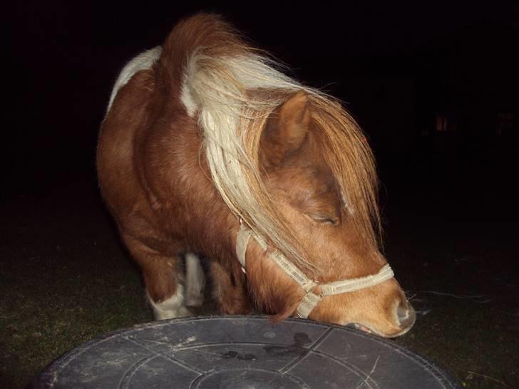 Shetlænder ¬ PINTO <3 - (8) Blærerøven er så sej! (:´ <3 billede 8