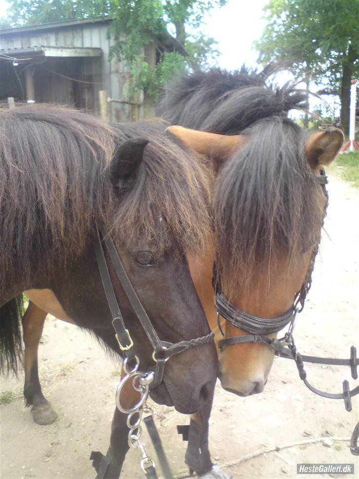 Anden særlig race Rikke<3 - Rikke og Silas <3<3love<3 billede 5