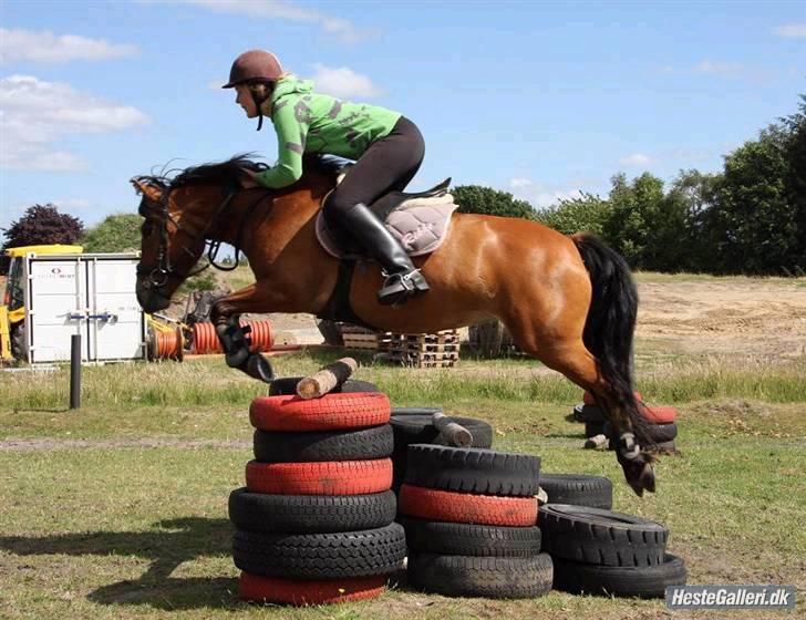 Anden særlig race Rikke<3 - springer foto Gitte Dahl billede 7