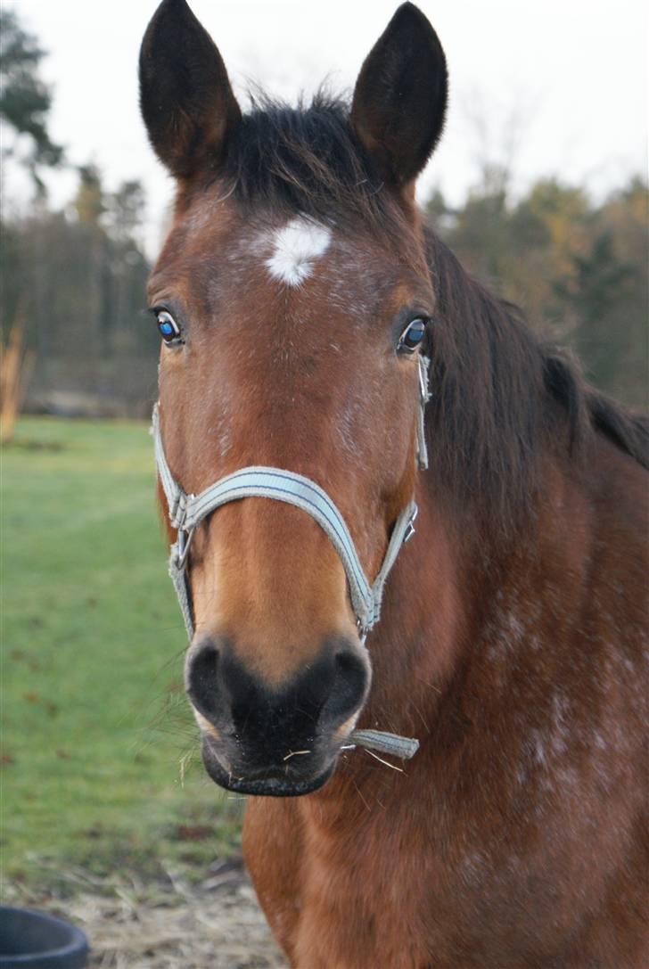 Anden særlig race Wanja<3  - Se lige mine øre.. billede 6