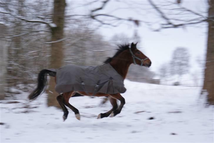 Anden særlig race Wanja<3  - Hvad er det man siger?? Når ja, "Jeg flyver" <3   billede 7