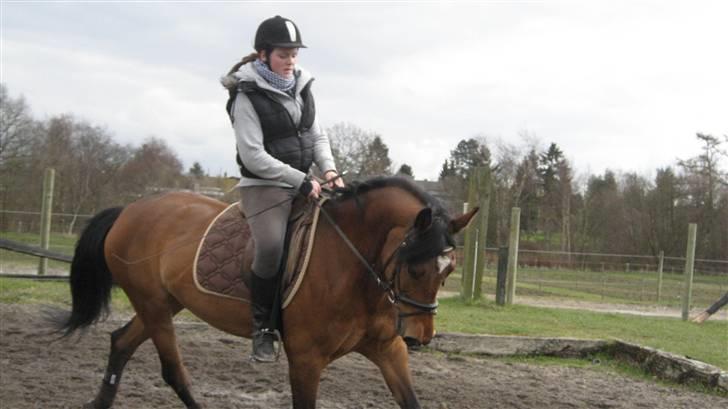 Hollandsk Sportspony Melodie(ride s.)solgt billede 11