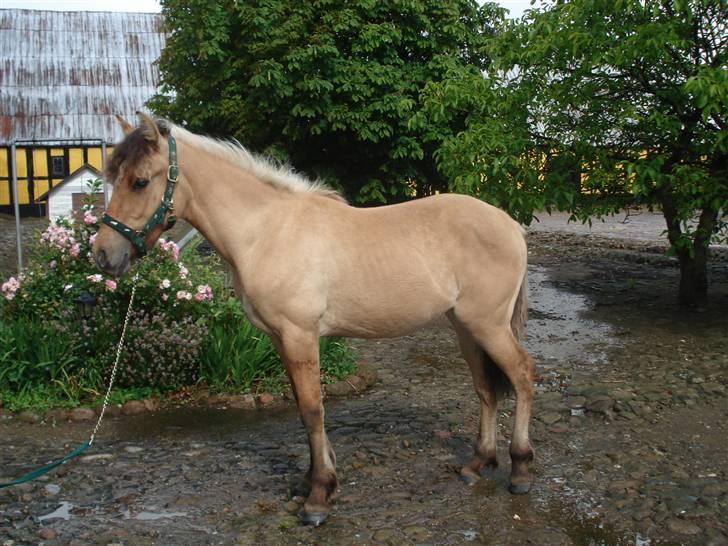 Anden særlig race Shanita Solgt :( billede 12