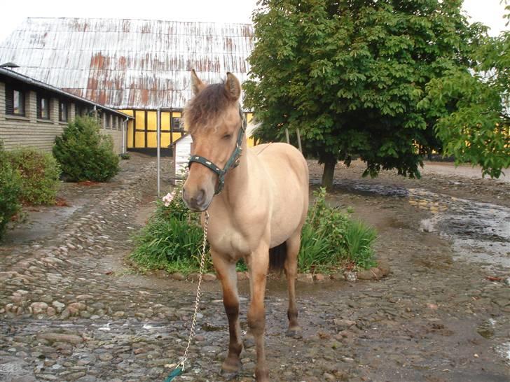 Anden særlig race Shanita Solgt :( billede 13