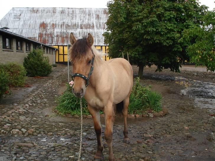 Anden særlig race Shanita Solgt :( billede 14