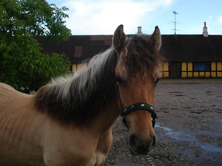 Anden særlig race Shanita Solgt :( billede 15