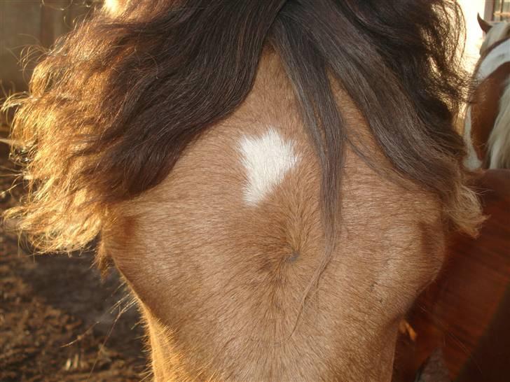 Anden særlig race Shanita Solgt :( billede 16