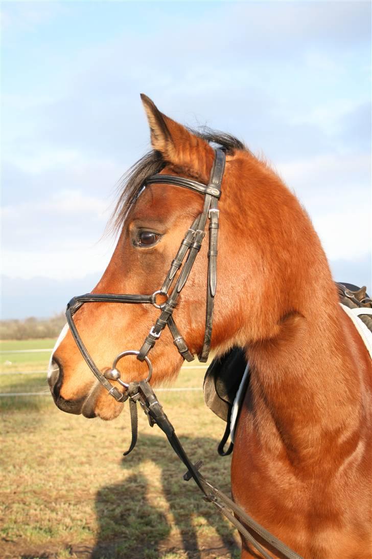 Arabisk fuldblod (OX) Kamran Shah  billede 8