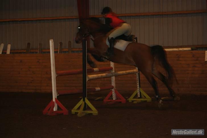 Arabisk fuldblod (OX) Kamran Shah  - vi springer ca 80 cm. Hvilket er høøøøøjt for lille Kalle billede 6