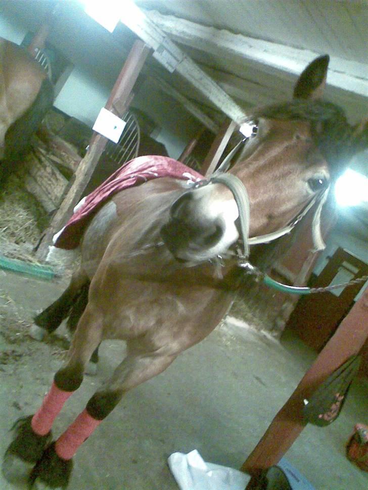 Nordsvensk Skovhest Baunehøj´s Regina billede 1