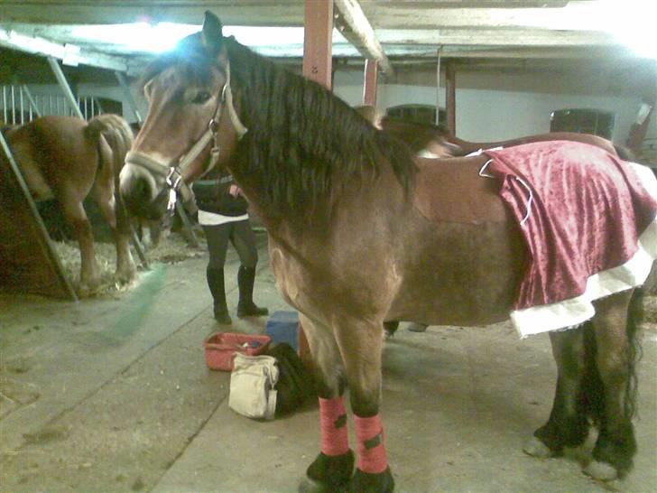 Nordsvensk Skovhest Baunehøj´s Regina billede 2