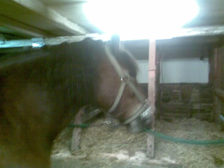 Nordsvensk Skovhest Baunehøj´s Regina billede 3