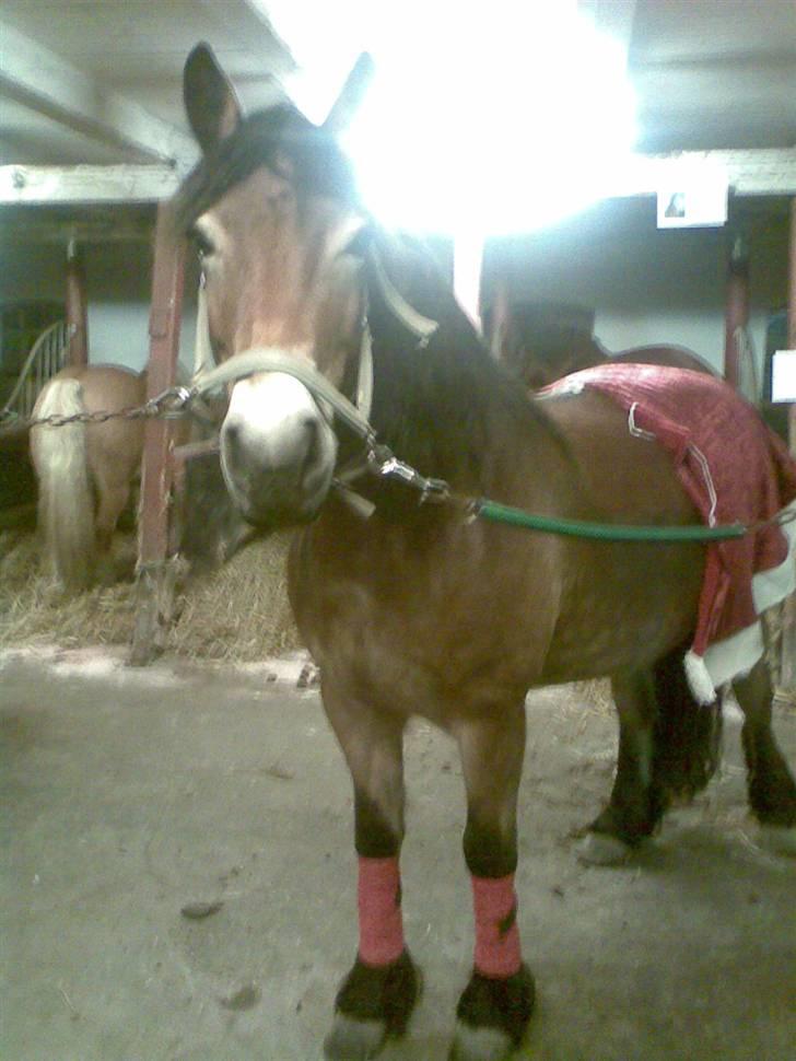 Nordsvensk Skovhest Baunehøj´s Regina billede 4