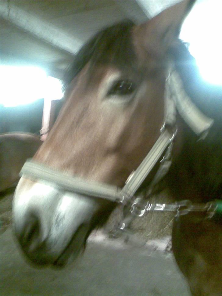 Nordsvensk Skovhest Baunehøj´s Regina billede 5