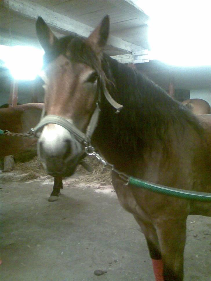 Nordsvensk Skovhest Baunehøj´s Regina billede 6