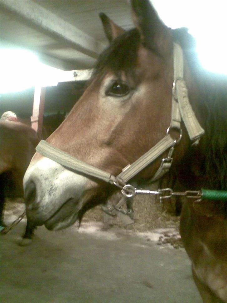 Nordsvensk Skovhest Baunehøj´s Regina billede 7